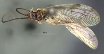 Media type: image;   Entomology 1670 Aspect: habitus dorsal view